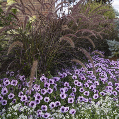 Proven Winners Graceful Grasses® Purple Fountain Grass Pennisetum