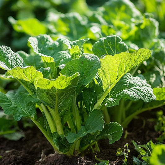 Organic Horseradish Root Cutting