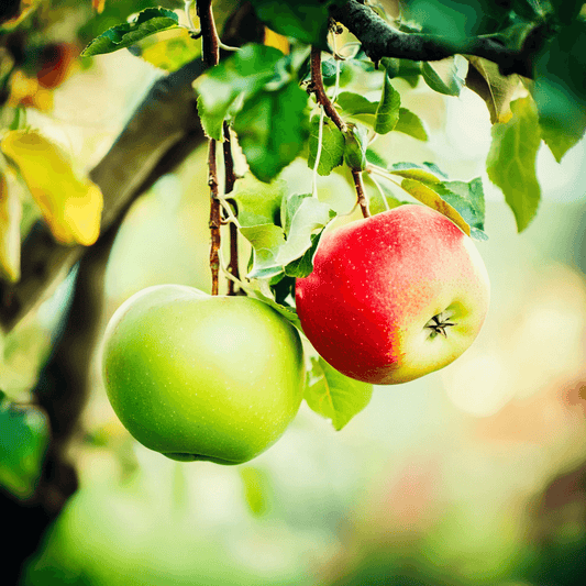 Low Chill Apple, 4 on 1 Multiple Grafted Fruit Tree