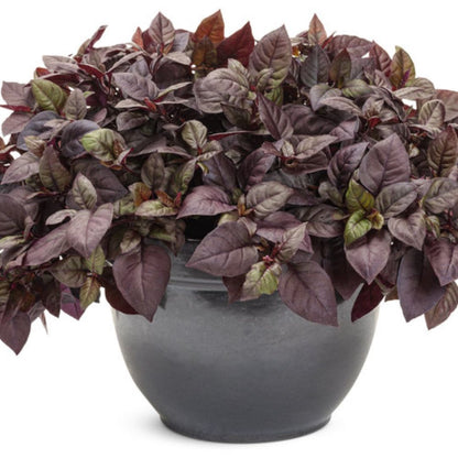 Proven Winners Plum Dandy™ Alternanthera