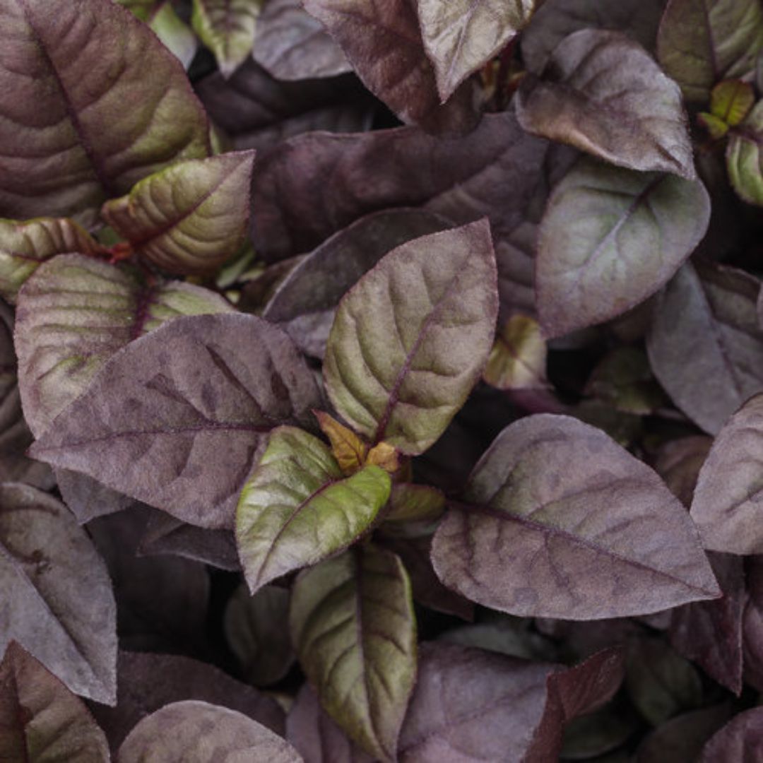 Proven Winners Plum Dandy™ Alternanthera