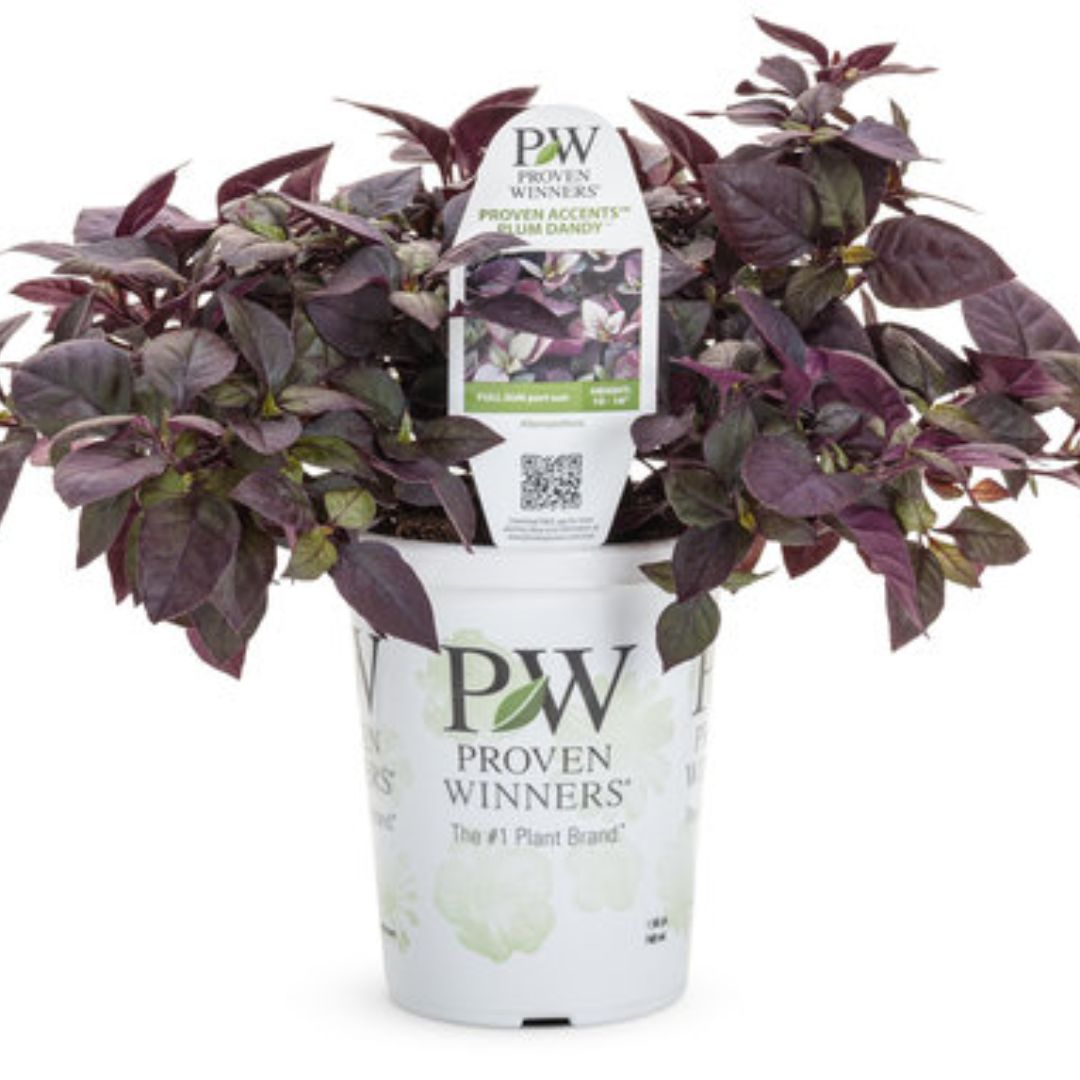 Proven Winners Plum Dandy™ Alternanthera