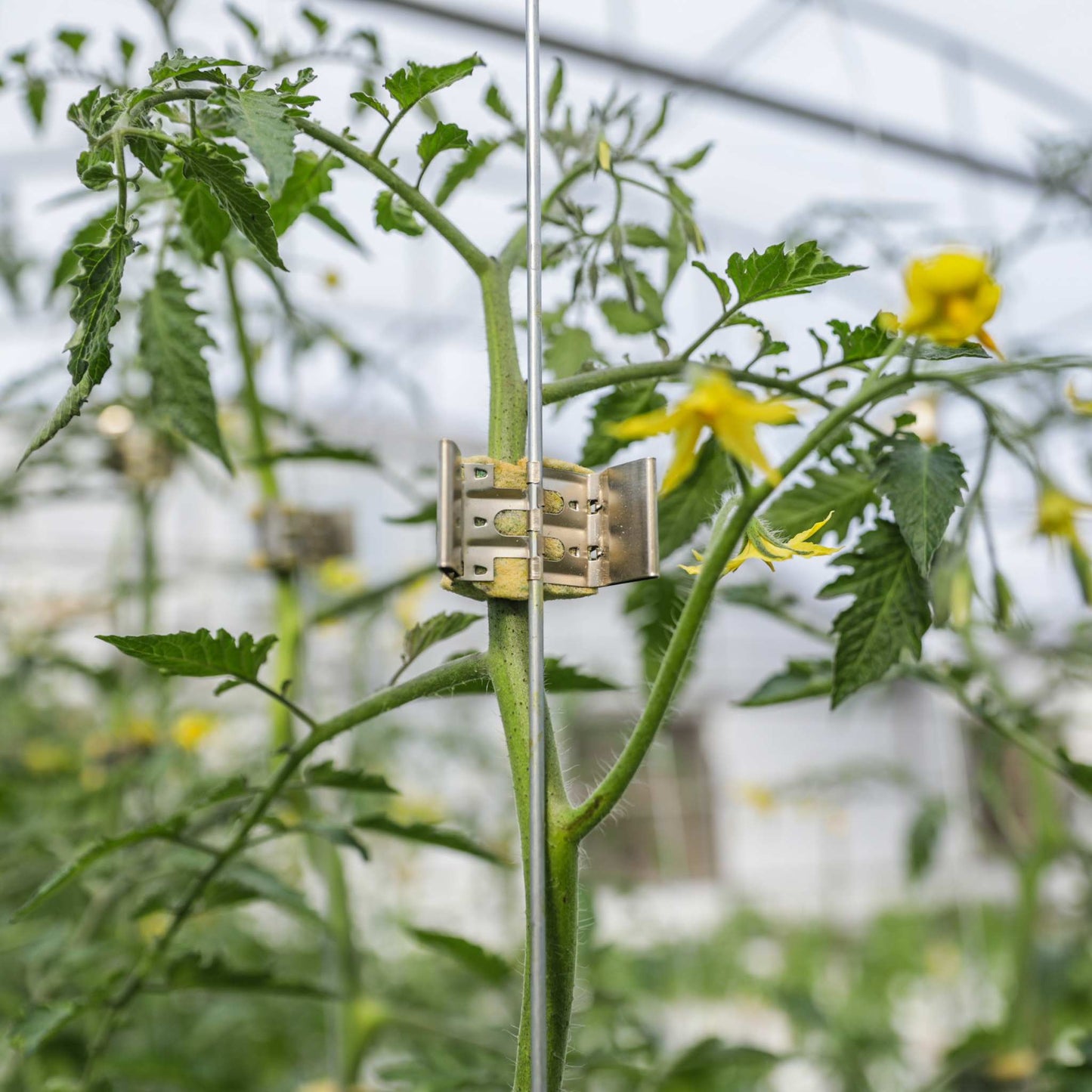 Qlipr Trellising System