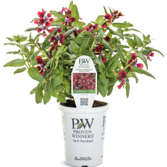 Proven Winners Totally Tempted® Richly Red Cuphea