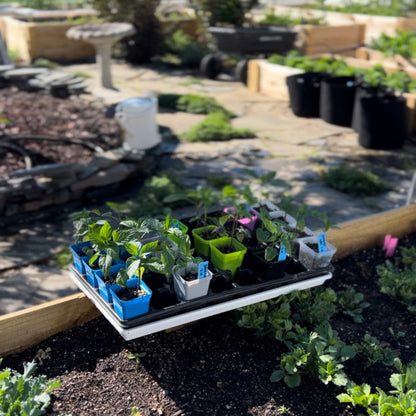 Seed Starter Pots - 2.5" Extra Strength