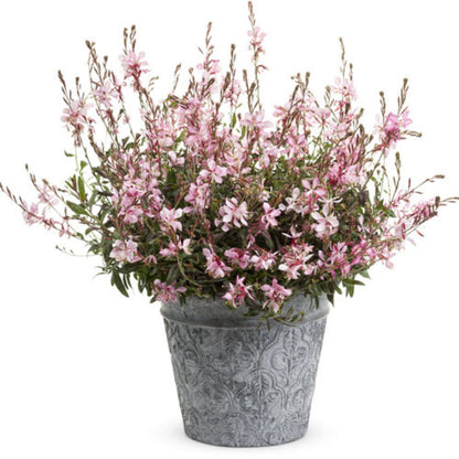 Proven Winners Stratosphere™ Pink Picotee Gaura