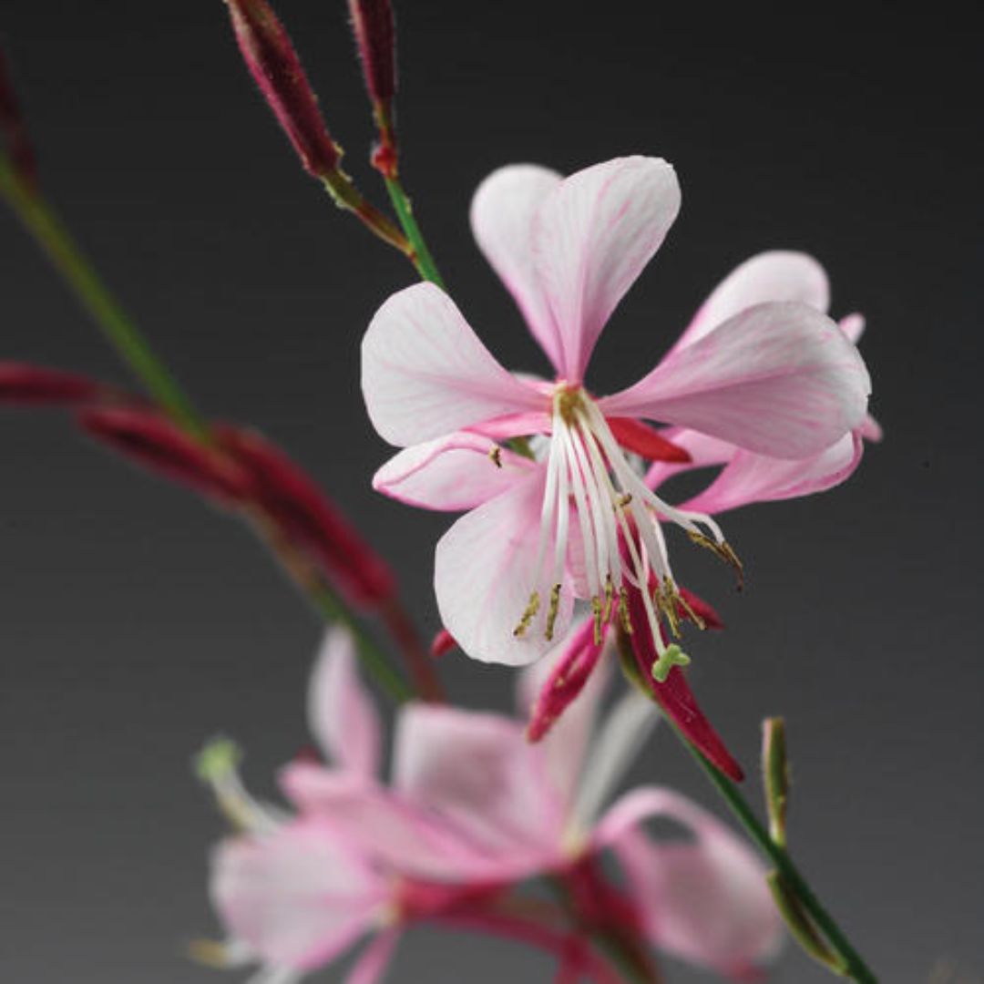 Proven Winners Stratosphere™ Pink Picotee Gaura