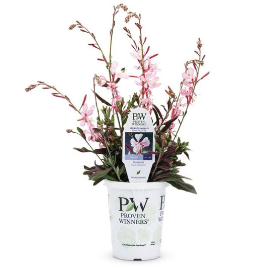 Proven Winners Stratosphere™ Pink Picotee Gaura