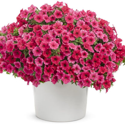 Proven Winners Supertunia Vista® Paradise