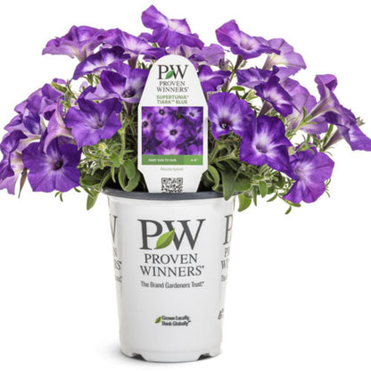 Proven Winners Supertunia Tiara Blue