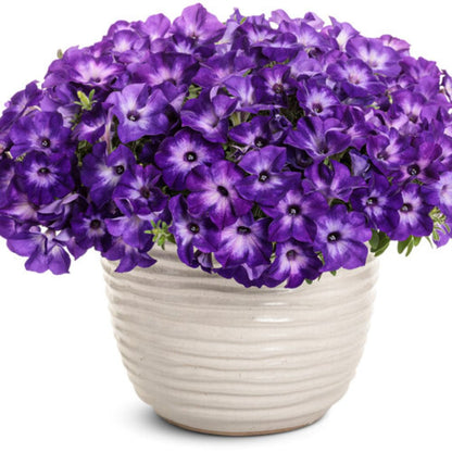 Proven Winners Supertunia Tiara Blue