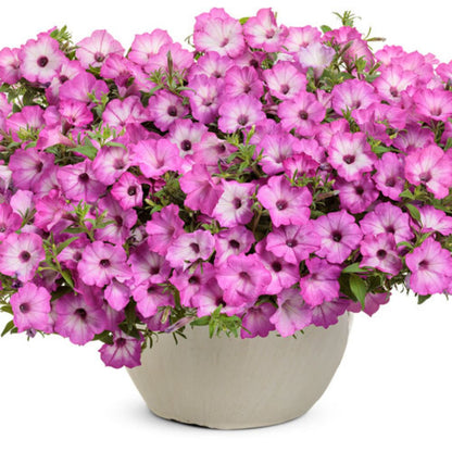 Proven Winners Supertunia Tiara Pink