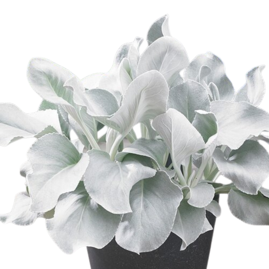 Proven Winners Angel Wings Sea Cabbage Senecio