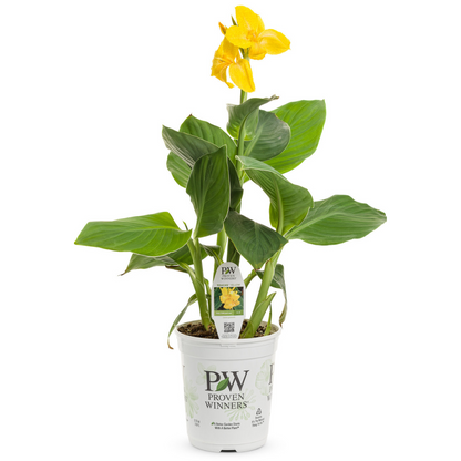 Proven Winners Toucan® Yellow Canna Lily