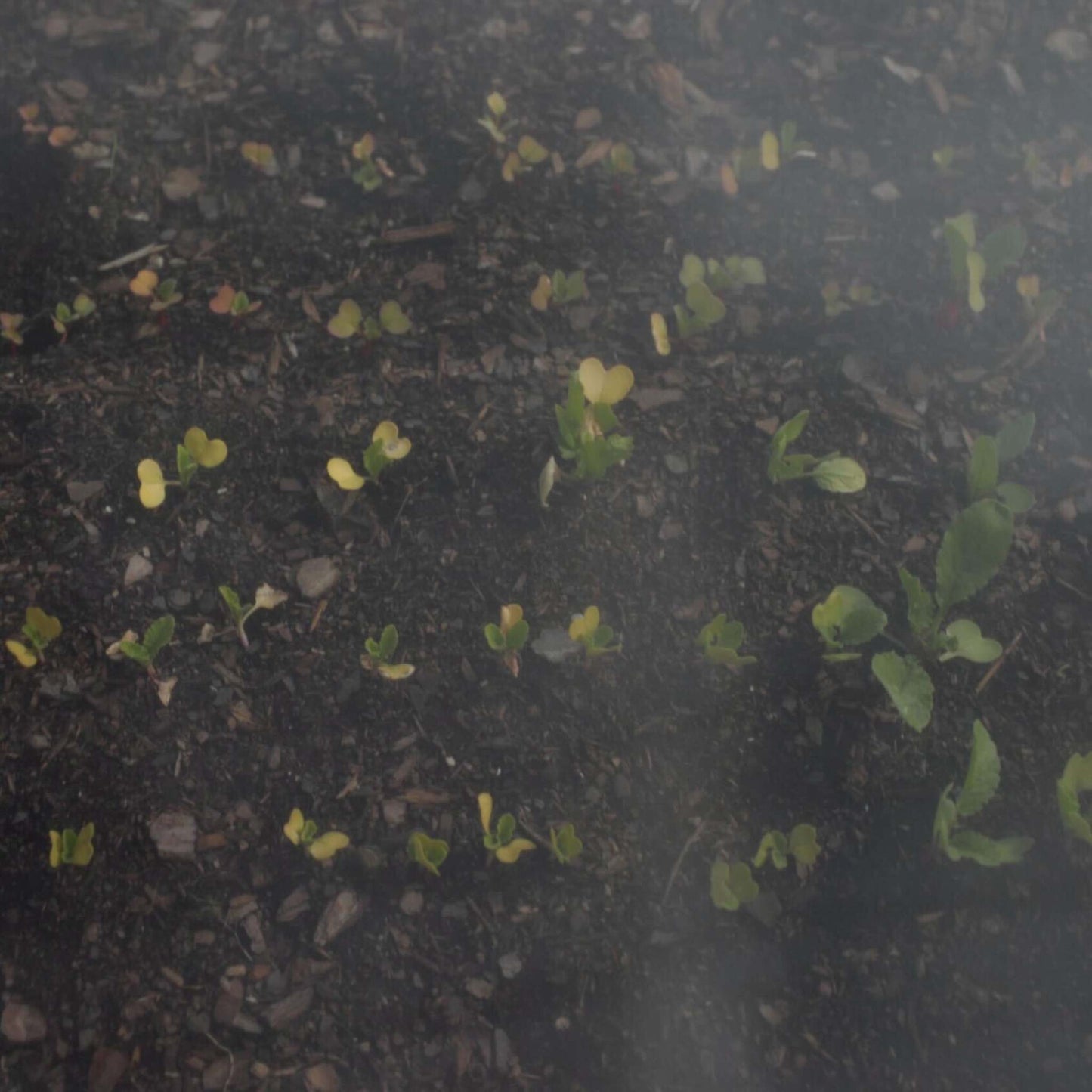 Heavy-Duty Insect Netting