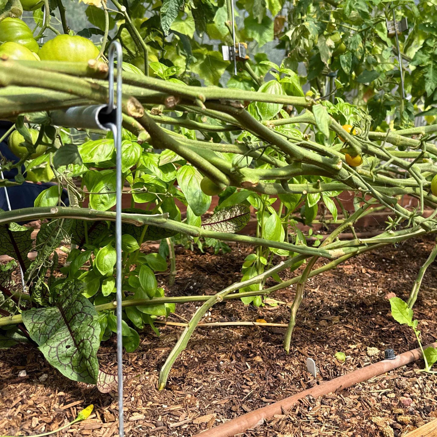 Vine Buddy Trellis Support