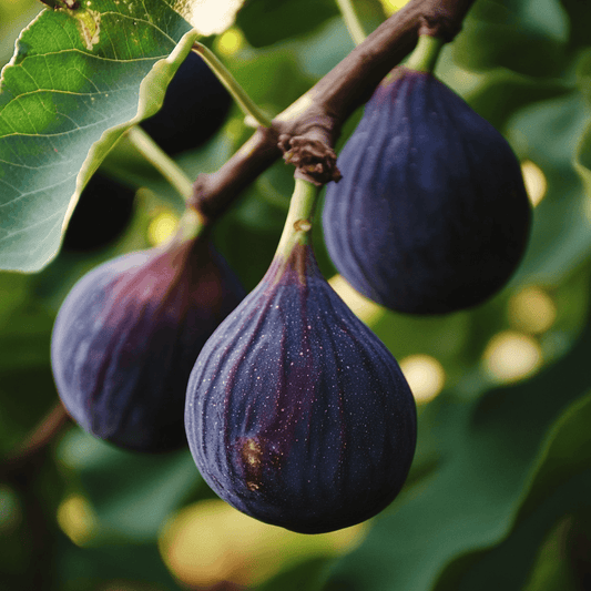 Violette de Bordeaux Potted Fig Tree