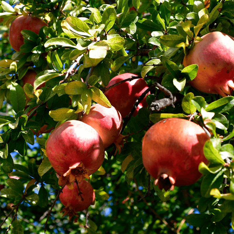 Potted Pomegranate Tree - Wonderful