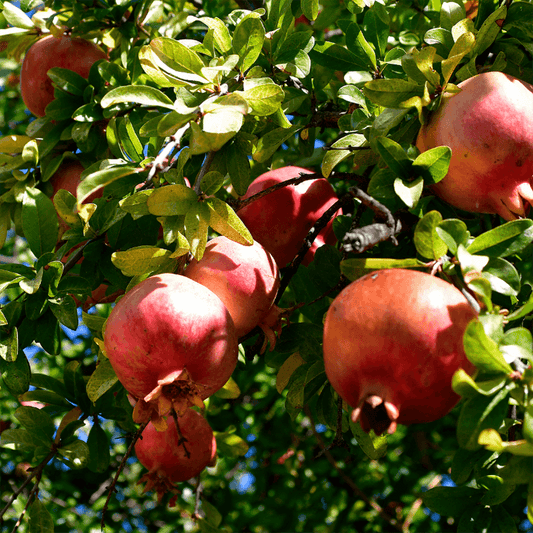 Potted Pomegranate Tree - Wonderful