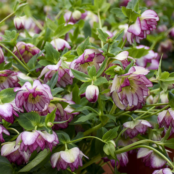 Walter's Gardens Helleborus Blushing Bridesmade