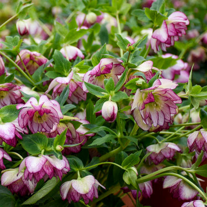 Walter's Gardens Helleborus Blushing Bridesmade