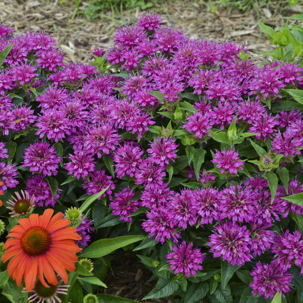 Proven Winners Pardon My Purple Monarda Quart