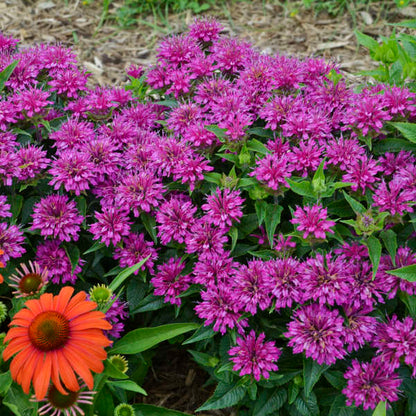 Proven Winners Pardon My Purple Monarda Quart