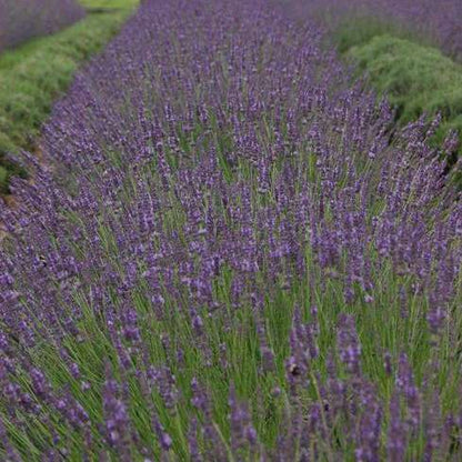 Walter's Gardens Phenomenal Lavender Quart