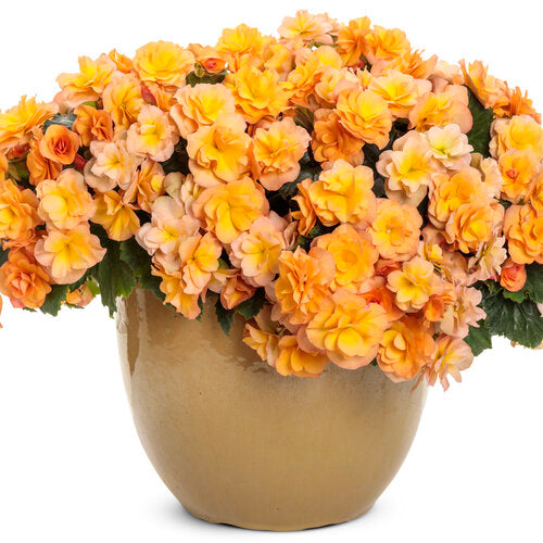 Proven Winners Solenia® Apricot Rieger Begonia