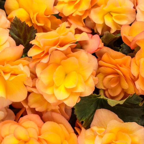 Proven Winners Solenia® Apricot Rieger Begonia