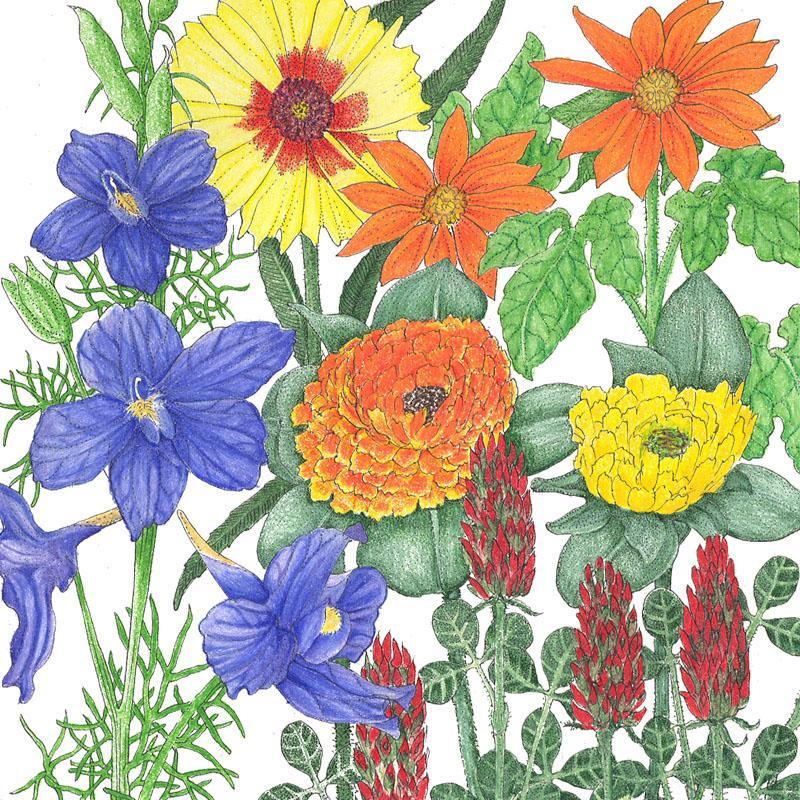 Butterfly Garden Flower Mix (lb)