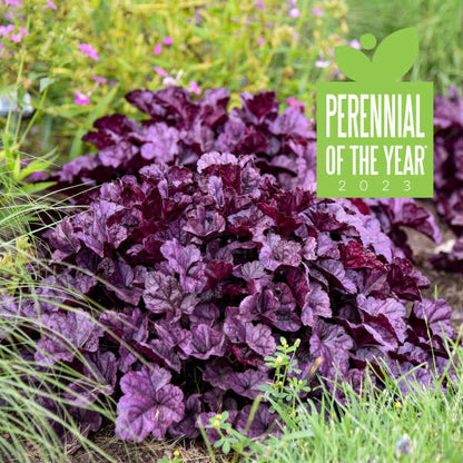 Proven Winners Wildberry Heuchera Quart