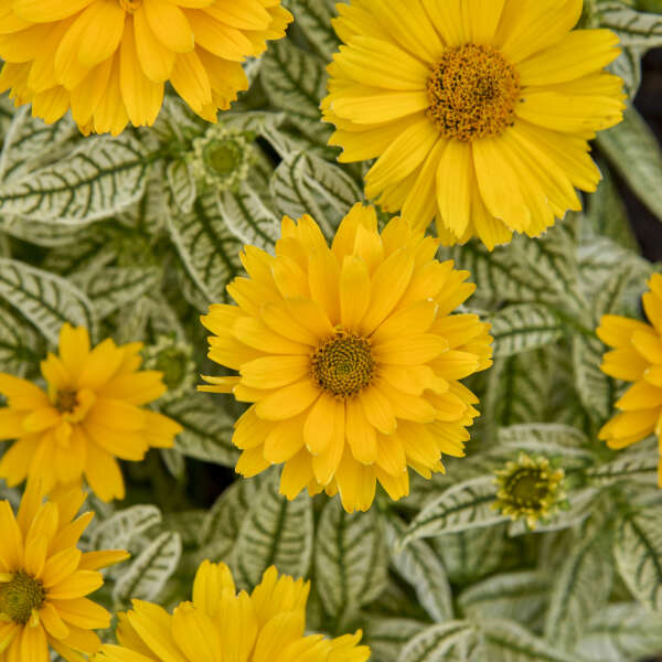 Proven Winners Bit of Honey Heliopsis Quart