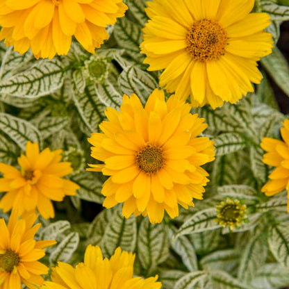 Proven Winners Bit of Honey Heliopsis Quart