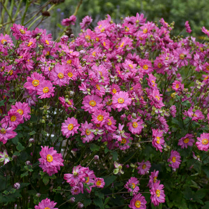 Proven Winners Anemone FALL IN LOVE® 'Sweetly'