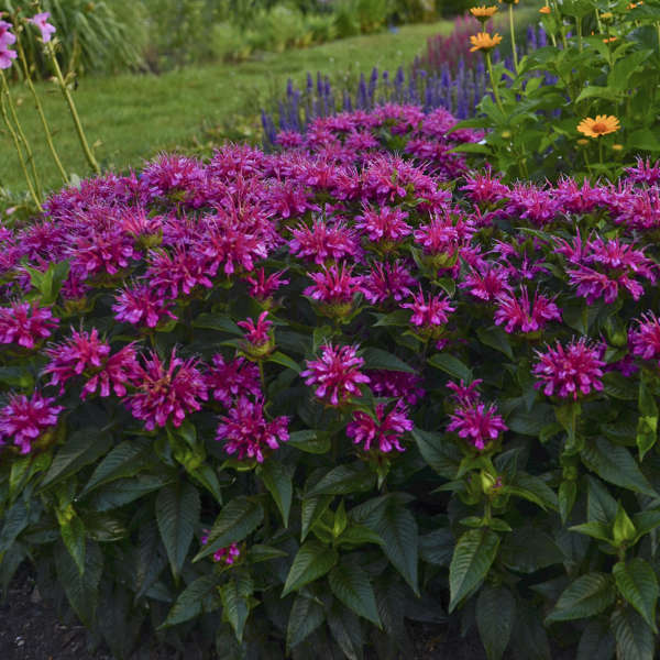 Proven Winners Pardon My Purple Monarda Quart