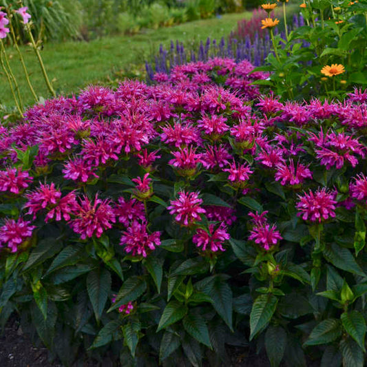 Proven Winners Pardon My Purple Monarda Quart