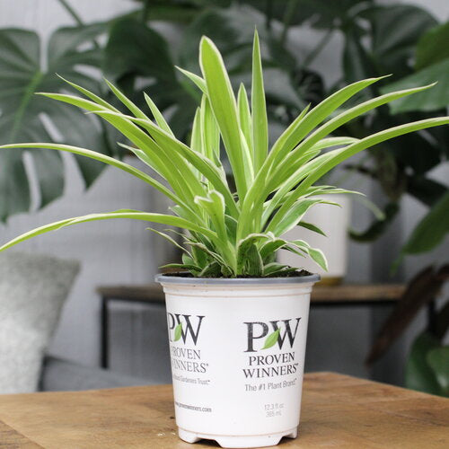 Proven Winners Leafjoy Littles Pixie Punk™ Spider Plant