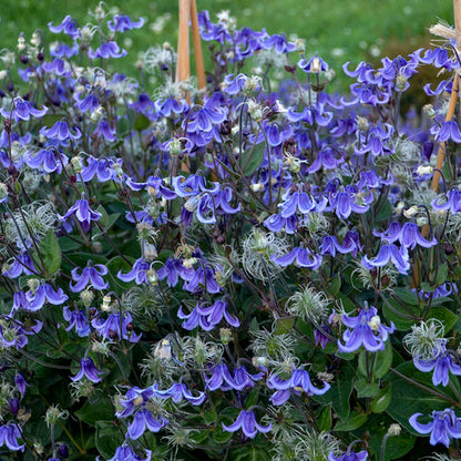 Proven Winners 'Stand by Me' Bush Clematis Quart