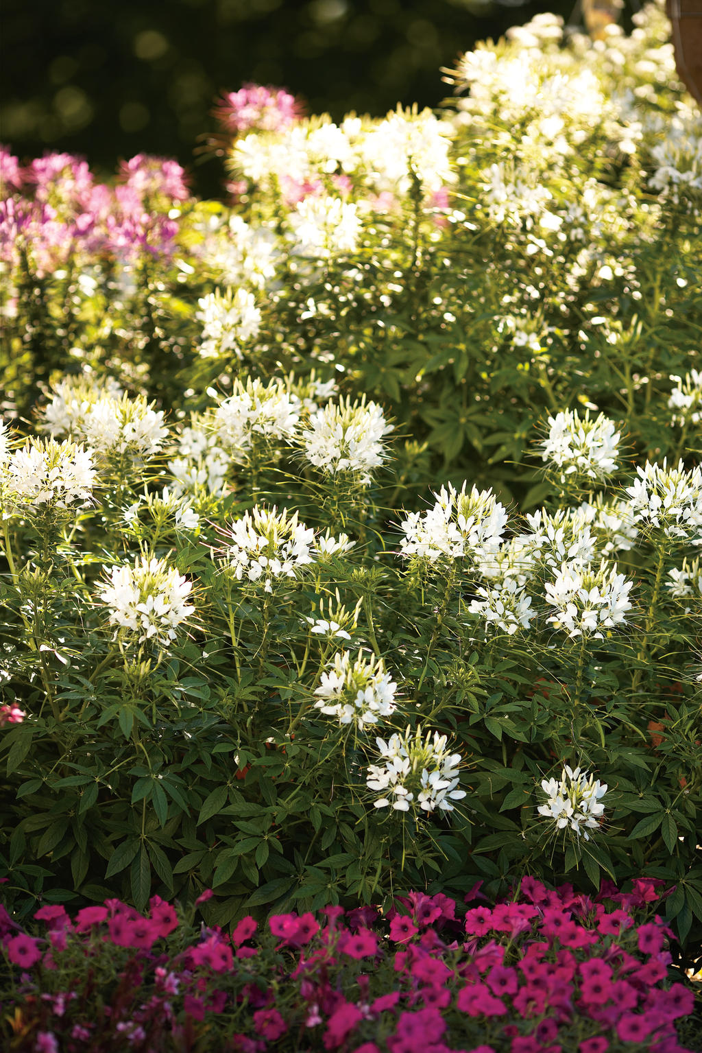 Proven Winners Señorita Blanca® Spider Flower