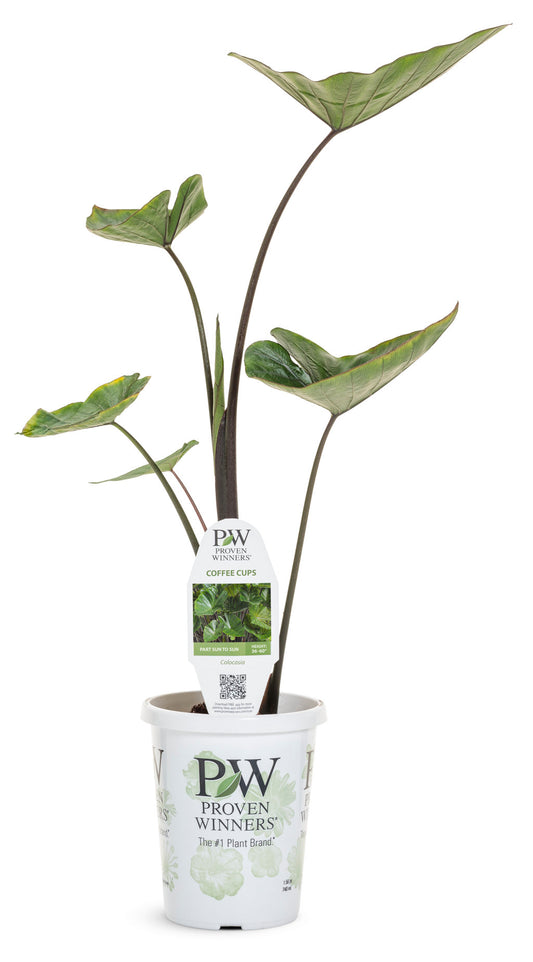 Proven Winners Coffee Cups Elephant's Ear