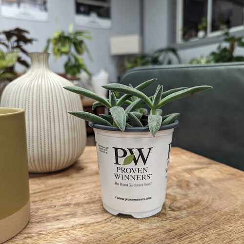 Proven Winners Leafjoy Littles Pretty in Pewter™ Crassula