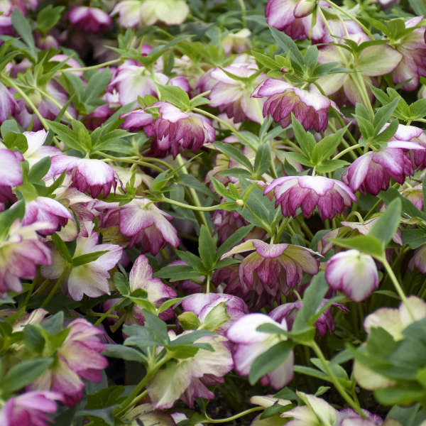 Walter's Gardens Helleborus Blushing Bridesmade