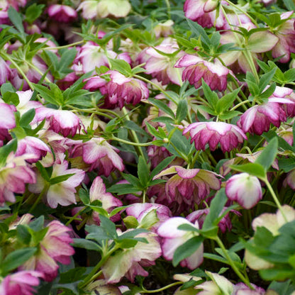 Walter's Gardens Helleborus Blushing Bridesmade