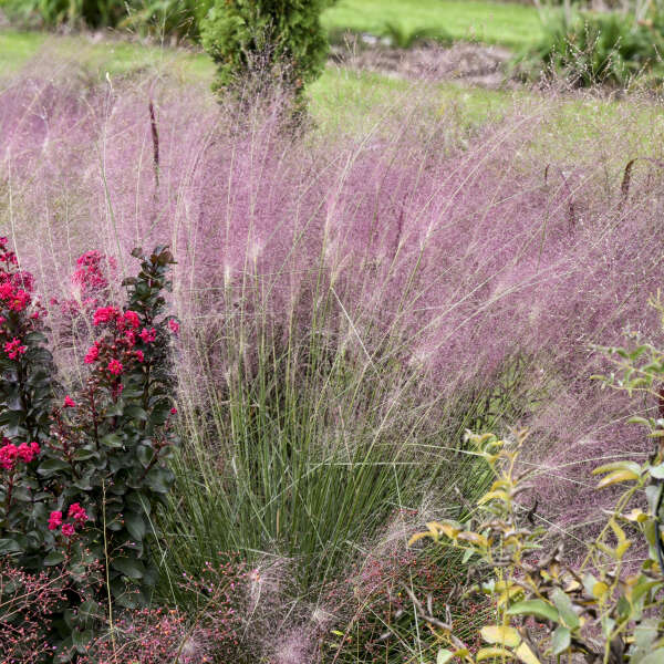 Walter's Gardens Pink Muhlygrass Quart