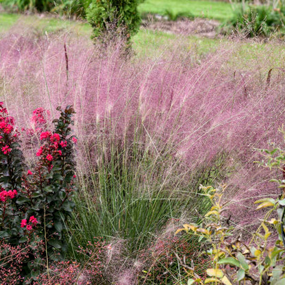 Walter's Gardens Pink Muhlygrass Quart