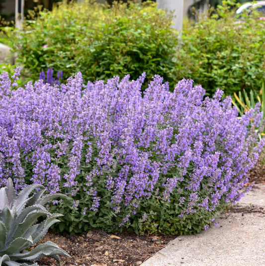 Proven Winners 'Cat's Meow' Nepeta Quart (GREAT LANDSCAPE PRESCENCE & LARGER THAN CAT'S PAJAMAS)