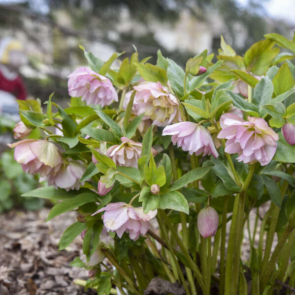 Walter's Gardens Helleborus Flower Girl