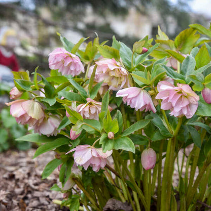 Walter's Gardens Helleborus Flower Girl