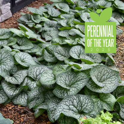 Proven Winners Jack of Diamonds Brunnera Quart